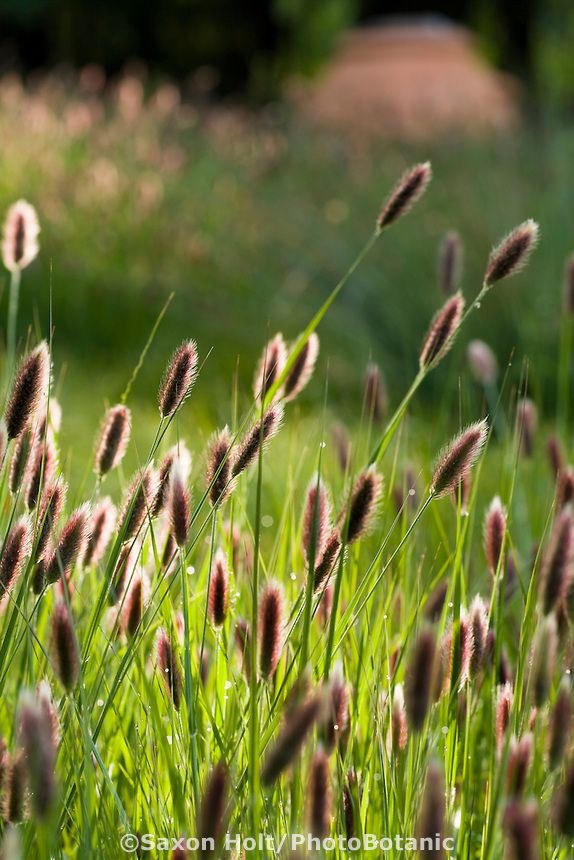 Pennisetum massaicum 'Red Bunny Tail